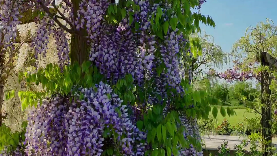 In Bloom